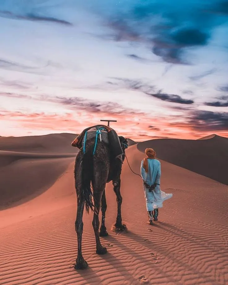 Traveler leading a camel through soft sand dunes in the Sahara Desert under a vibrant pink and purple sunset sky.